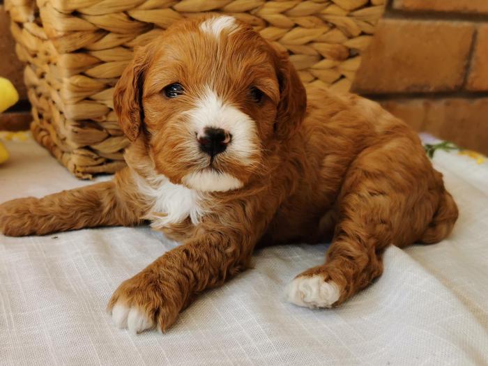 First generation Toy Cavoodle puppy