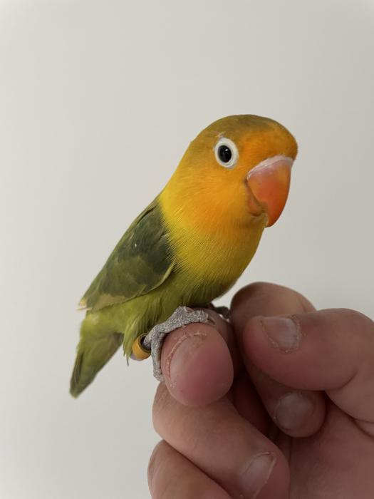 Fischer Lovebird for Pet 