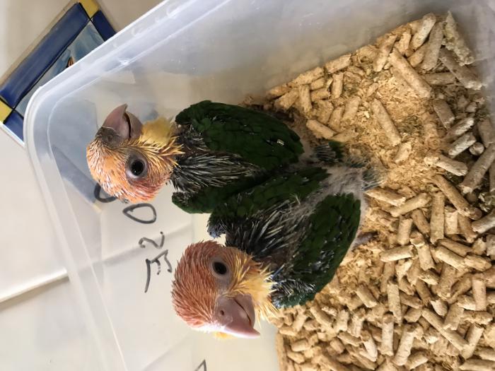 White Bellied Caiques