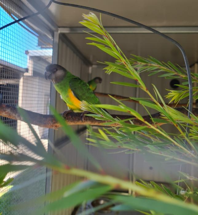 SENEGAL PARROT BROTHERS.8 MONTHS OLD.