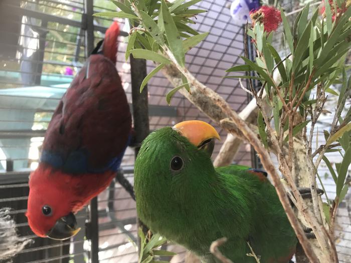 Genuine Pair Eclectus Parrots 