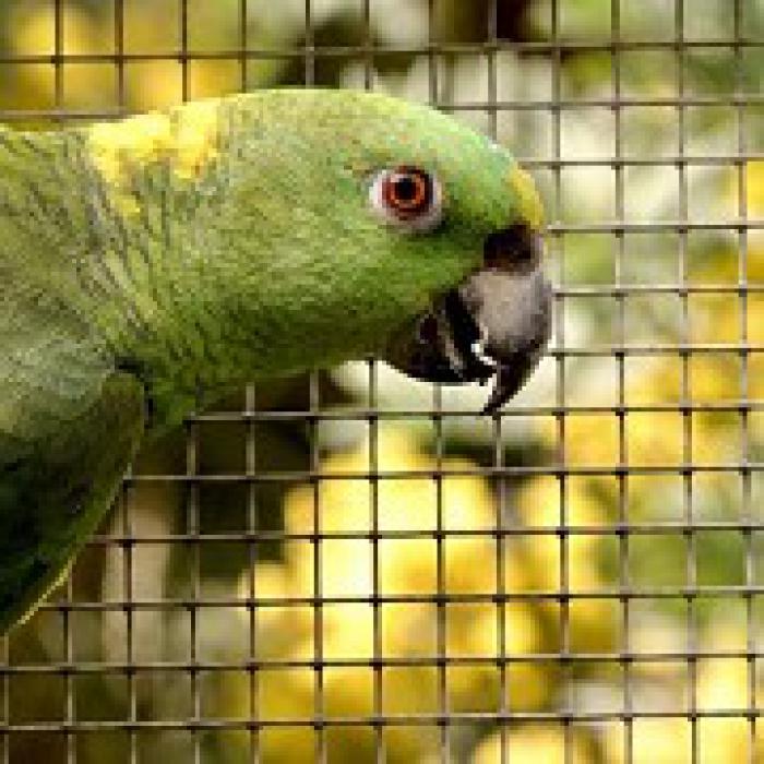 Yellow-naped Amazon (Amazona ochrocephala parvipes)