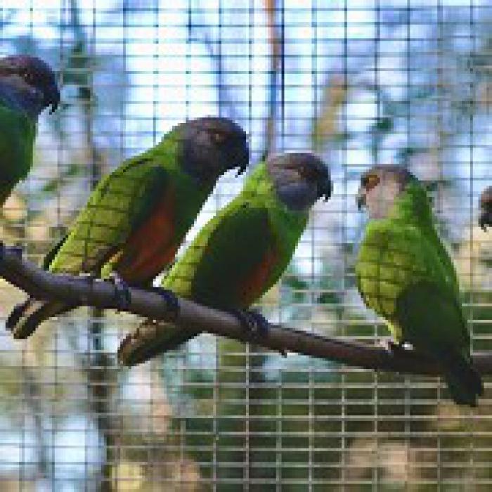 Senegal parrots (Poicephalus senegalus)