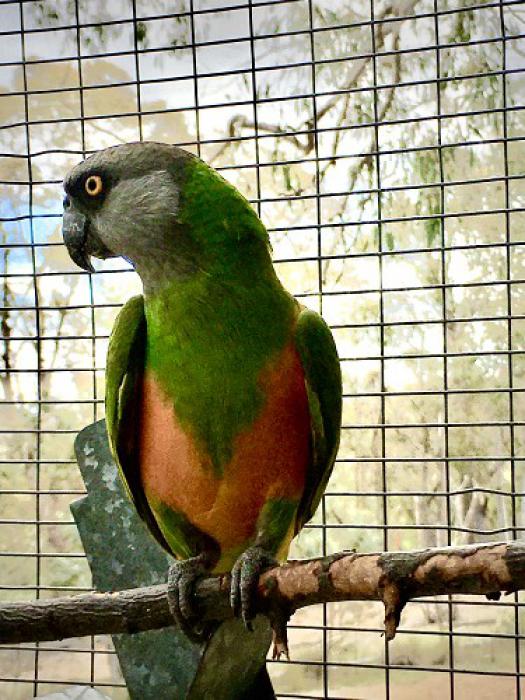 Senegal parrots (Poicephalus senegalus)