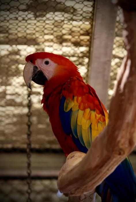 Scarlet Macaw (Ara macao)  Preorder