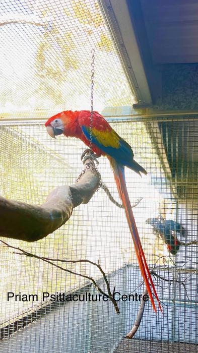 Scarlet Macaw (Ara macao)  Preorder
