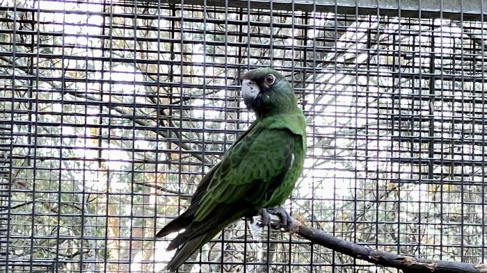 Jardines Parrot (Poicephalus gulielmi)