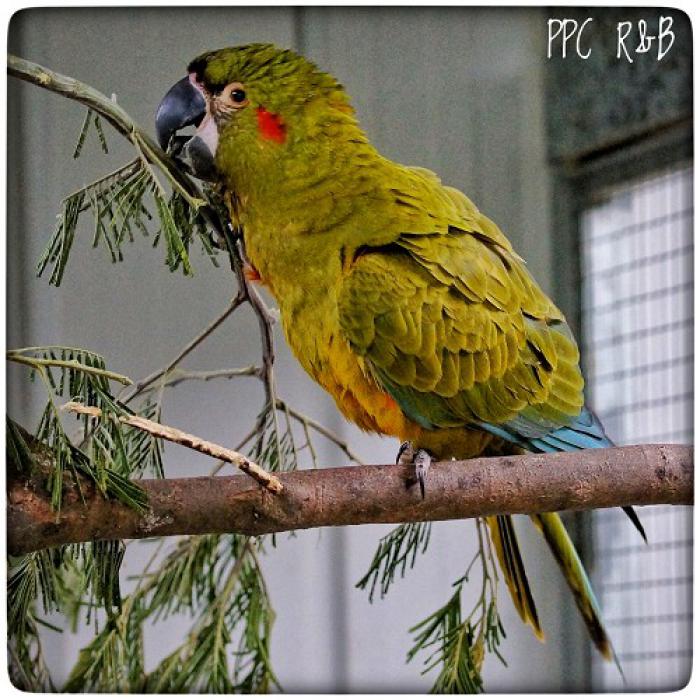 Red-fronted Macaw (Ara rubrogenys)  Preorder