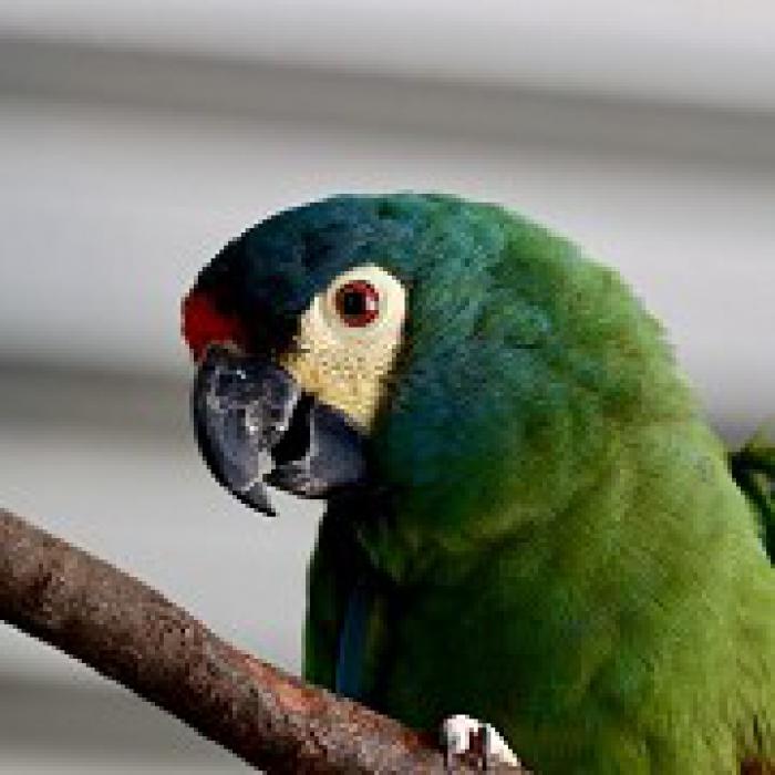 Illigers Macaw (Primolius maracana) 