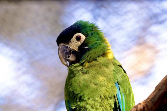 Yellow-collared Macaw (Primolius auricollis)