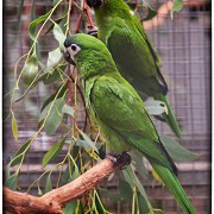 Hahns Macaws (Ara Diopsittaca nobilis) Preorder