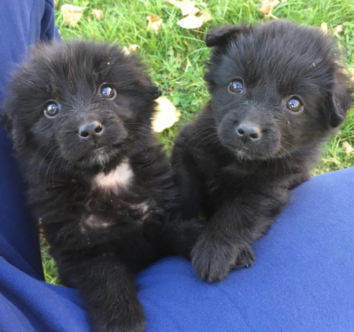 STUNNING Purebred Black German Spitz puppies $3000