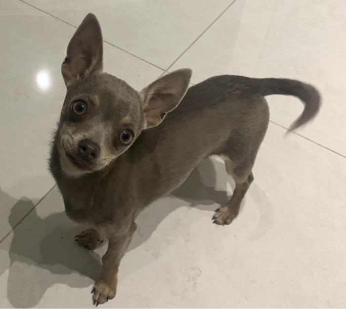 Male Lilac Chihuahua 8 months old