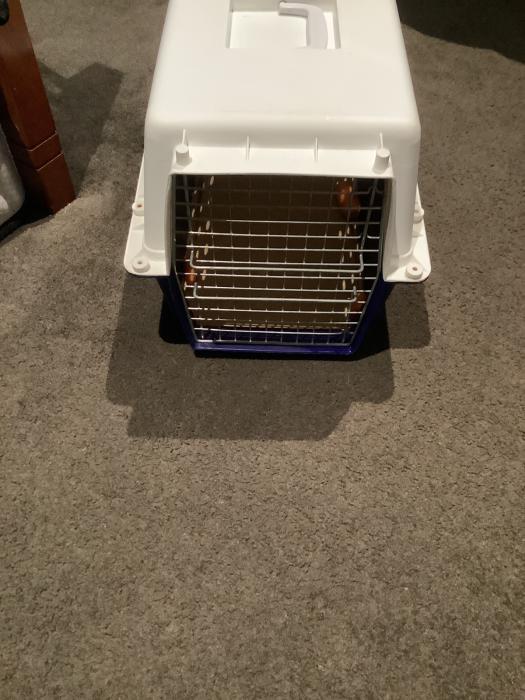 Rabbit for $35 with a cage for $30