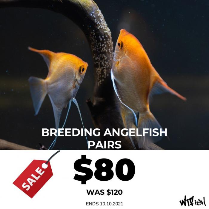 Breeding Angelfish Pairs was $120 now $80