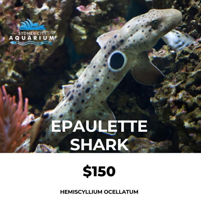 Epaulette Shark $150