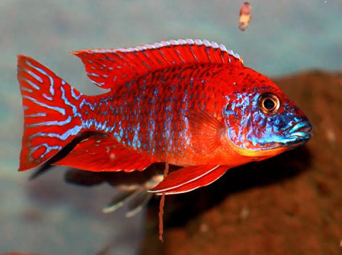 Assorted Peacock Cichlids from $19.99