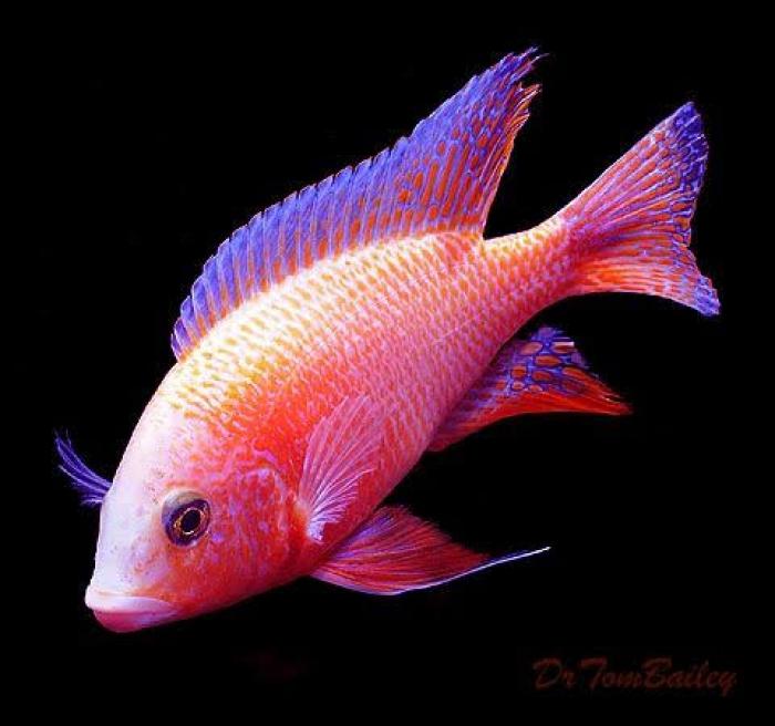 Assorted Peacock Cichlids from $19.99