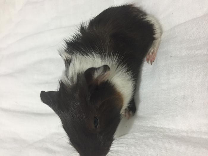Beautiful baby guinea pigs looking for good home