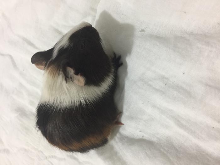 Beautiful baby guinea pigs looking for good home
