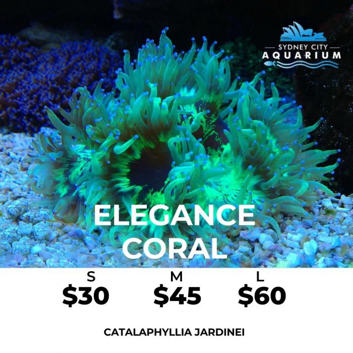 Catalaphyllia jardinei - Elegance Coral