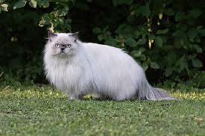 Wanted Persian Kitten 