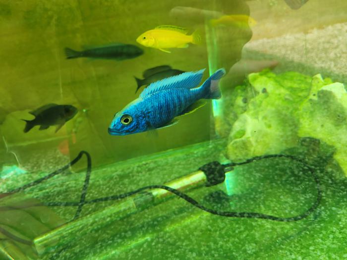 Electric Blue Display Male