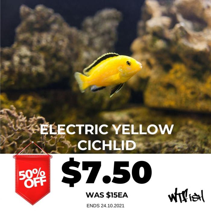 50% OFF Electric Yellow Cichlid @ WTFISH