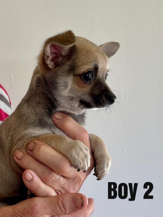 Chihuahua Puppies Quarter Papillion