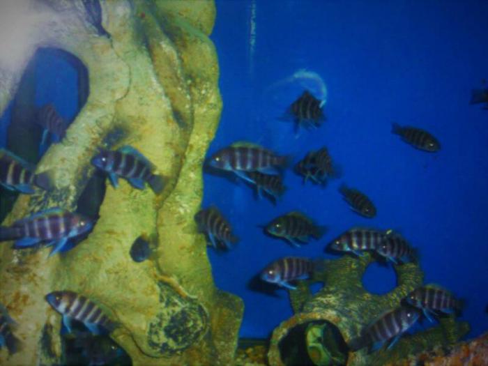 AFRICAN CICHLIDS -  FRONTOSA 6 BARS