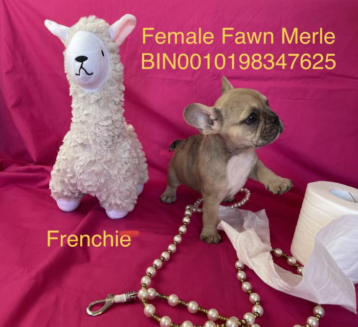 Stop paying $5000 for Frenchies with no health guarantees 