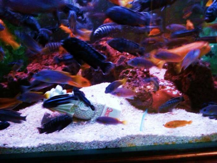 AFRICAN CICHLIDS - - FISH SIZE. 4cm to 12cm