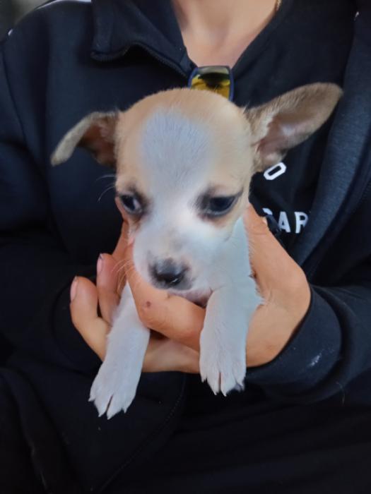 Chihuahua puppies  1 short hair male . $2000 