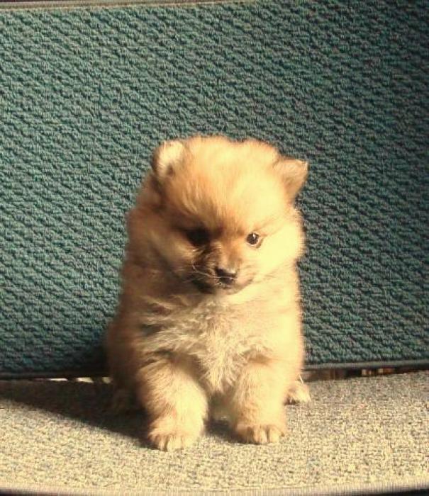 POMERANIAN  AMAZING BABY A REAL JOY TO HAVE GREAT COMPANION