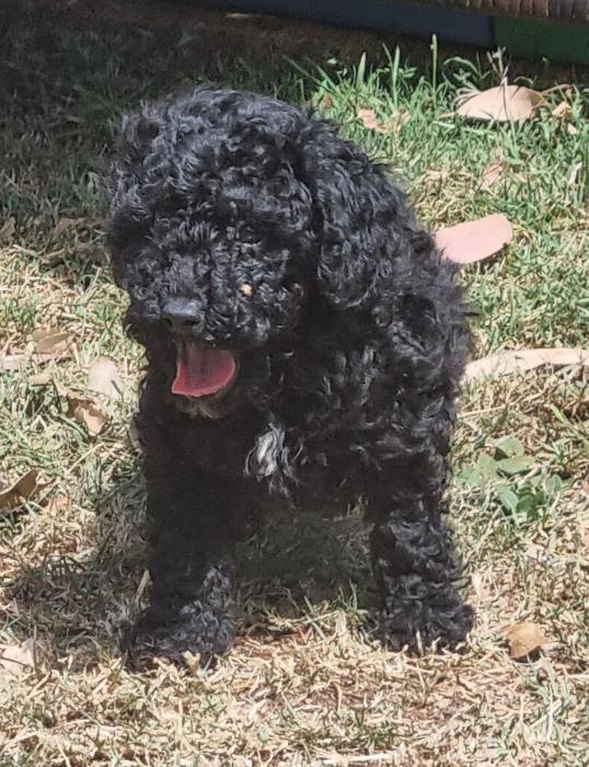 Absolutely stunning black male DNA Clear Miniature Poodle 