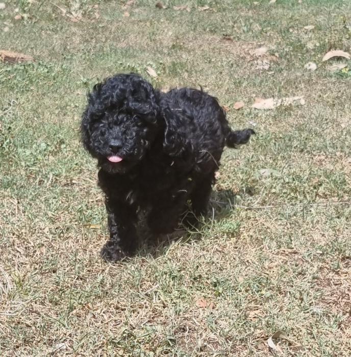 Absolutely stunning black male DNA Clear Miniature Poodle 