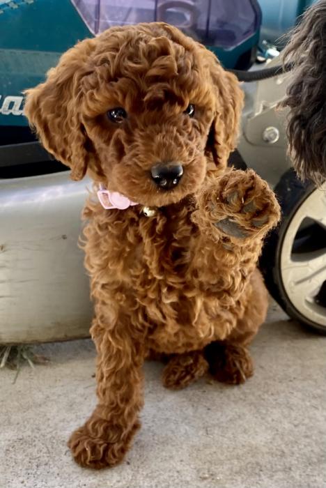 Red Standard Poodle Pups