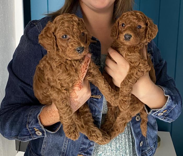 Red Standard Poodle Pups