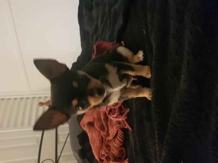 Chihuahua puppies (male)