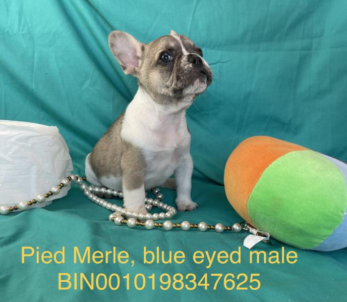 Last male puppy! Merle blue eye Fawn Frenchie $3475