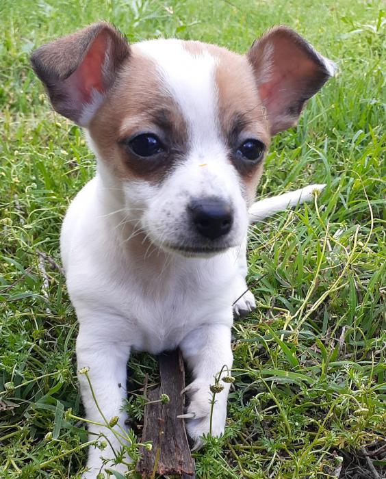 Chihuahua x Mini Foxie Pups 