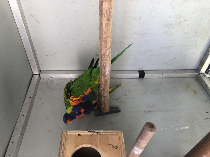 Different lorikeets pairs and singles 