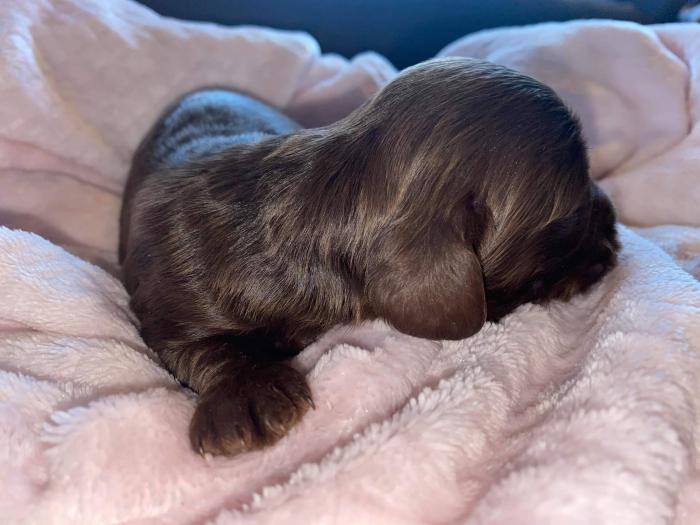 Long hair solid chocolate mini dachshund  $5,500