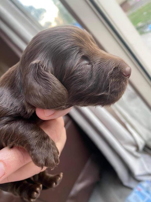 Long hair solid chocolate mini dachshund  $5,500