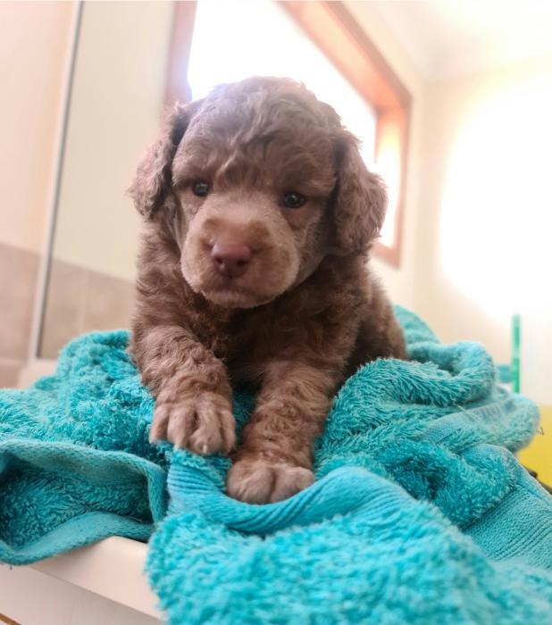 Brown Toy Poodle Female Pup