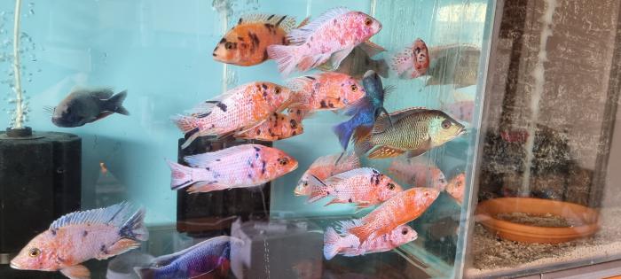 African Cichlids - Wholesale and Retail