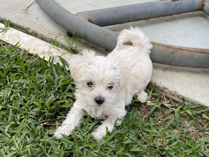 Maltese x Yorkshire terrier 
