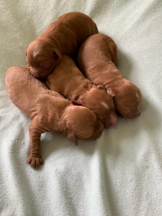 1st generation cavoodle puppies 