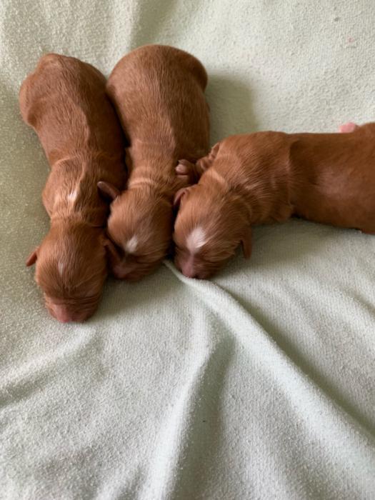 1st generation cavoodle puppies 