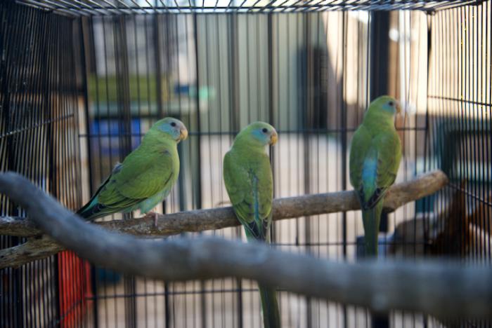2021 HOODED PARROTS SPLIT PIED HEN AND ONE  PURE NORMAL HEN